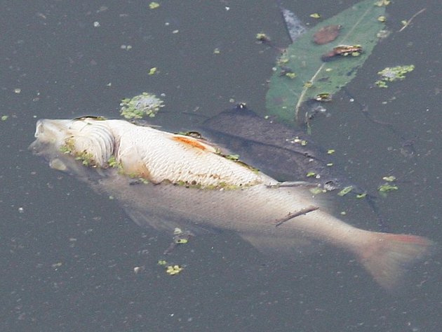 Kvůli úniku neznámé látky do rybníka uhynuly ryby