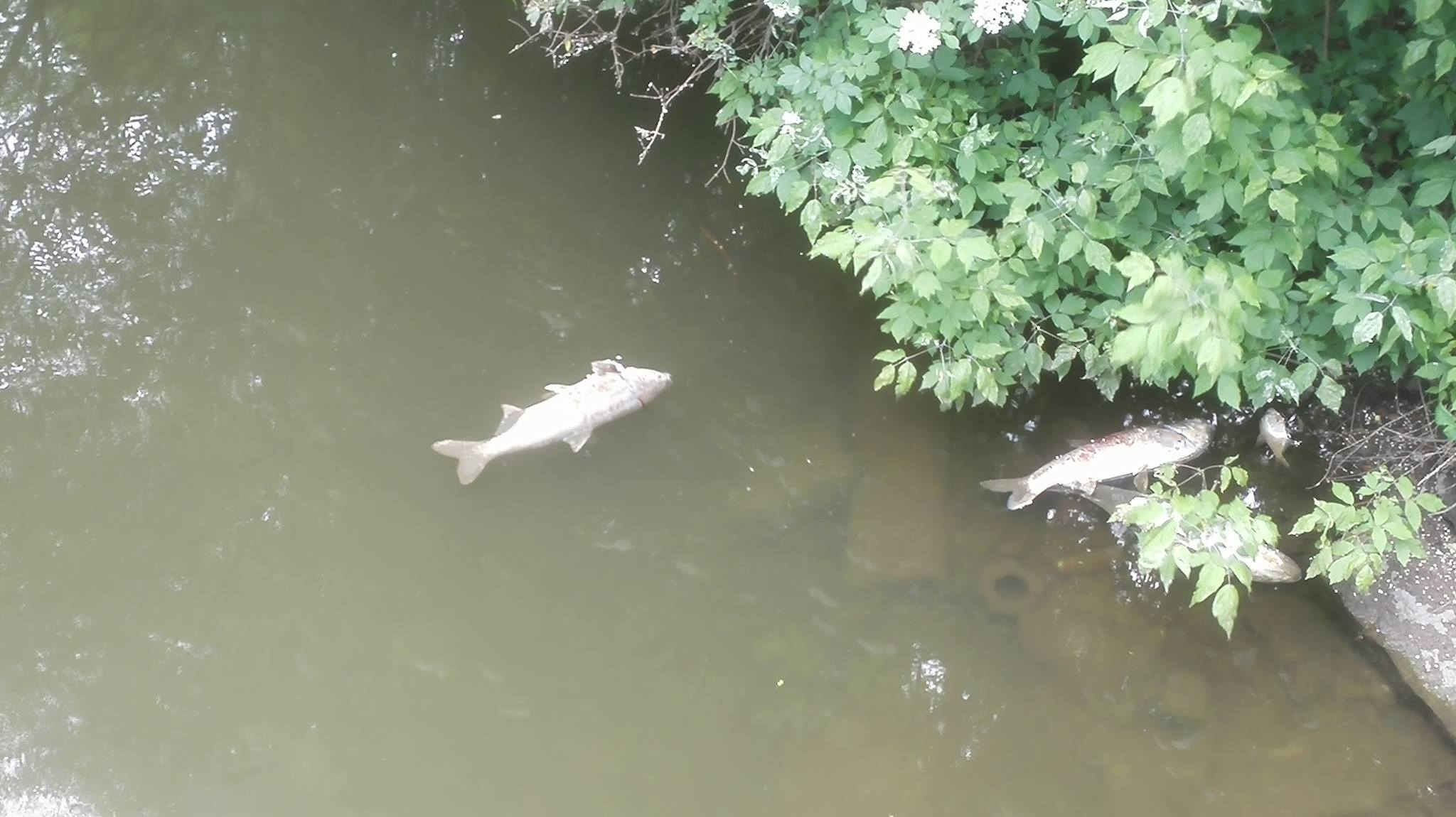 V Břeclavi uhynuly desítky ryb. Na vině může být i bouřka