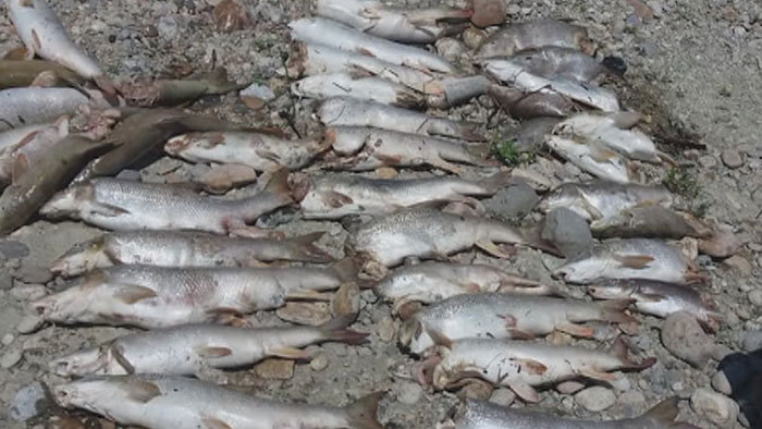 Skaza na rieke Hron: Turbíny vodnej elektrárne rozsekali tisíce rýb
