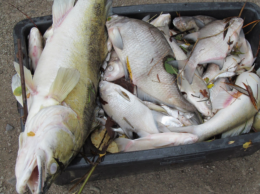 Více než tunu ryb mohou rybáři odepsat. Skončí v kafilérii