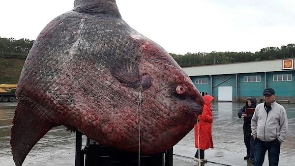 Ruští rybáři se den rozhodovali, zda rekordně velkou rybu pustit. Mezitím lekla