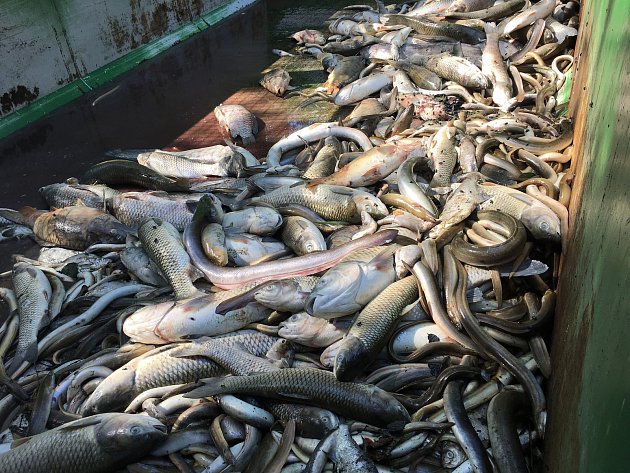 Mrtvý rybník Rosnička, kde uhynuly tuny ryb, čeká bitva o znovuvzkříšení
