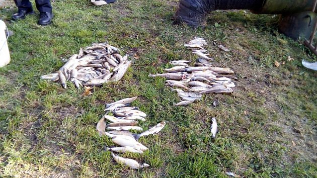 V řece uhynuly stovky ryb, odborníci zkoumají vodu