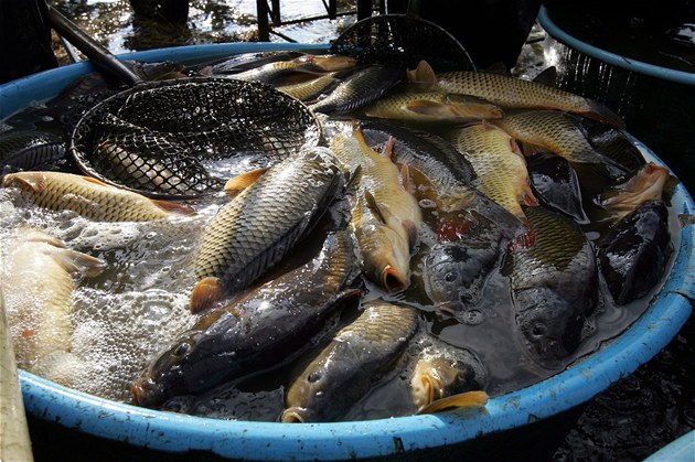 Kapři porazili EET: Vláda udělí výjimku z EET prodeji vánočních ryb