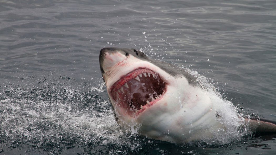 Australskému rybáři skočil do člunu dvousetkilový žralok. Incident skončil krveprolitím