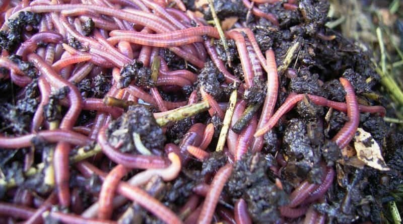 Hnojní žížaly – Dendrobeny