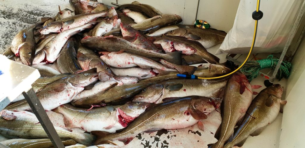 Pašování ryb aneb vývozní kvóty 2019