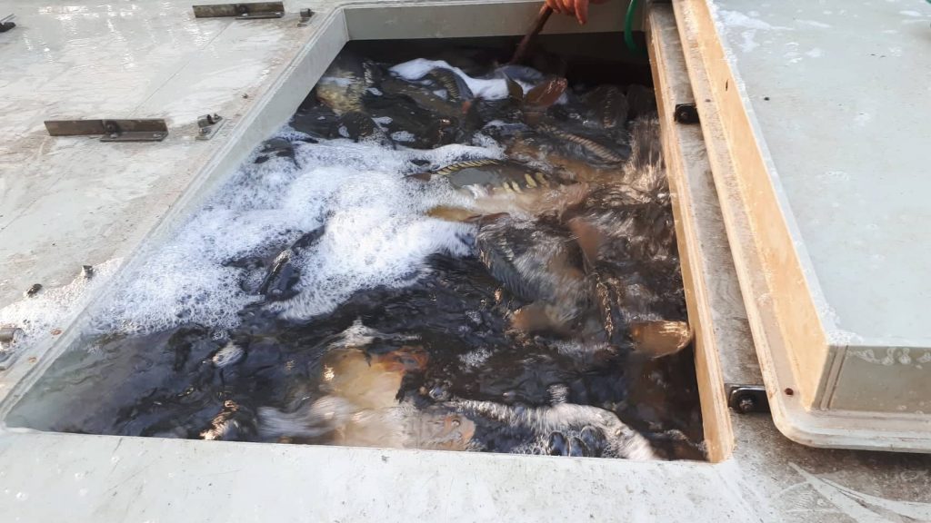 Rozvoz násadových ryb do revírů Východočeského územního svazu