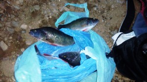 VIDEO: Brutální masařina! Pytlák zmasakroval 30 podměrečných ryb. Chytili jej strážníci