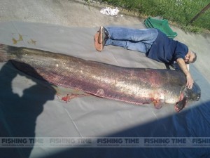 NOVÝ SVĚTOVÝ REKORD SUMCE! Na Dunaji chytili sumce o váze 158 kilogramů! Rybář rybu zabil
