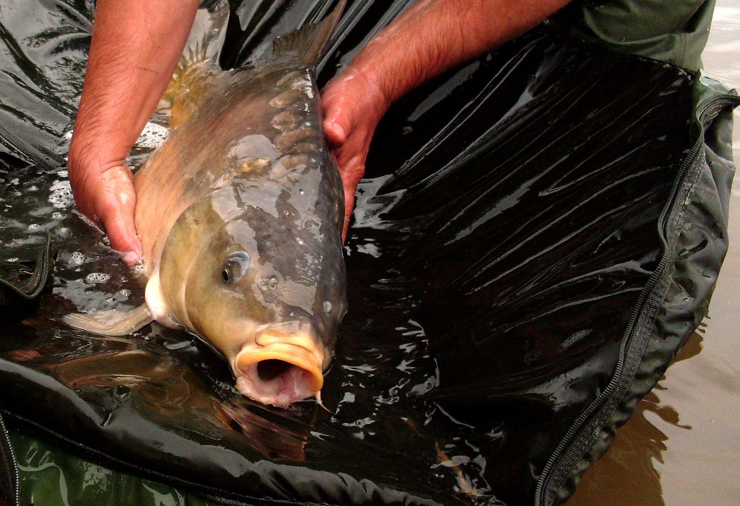 Rybářské podložky pod ryby: Chraňte váš úlovek před zraněním!