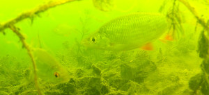 Vysílačky v candátech, sumcích nebo štikách! Vědci pozorují chování ryb v přehradě na jihu Čech. Co zjistili?