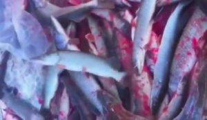 VIDEO: Brutální masakr! Rybáři vidlemi zabili hejno krásných štik!