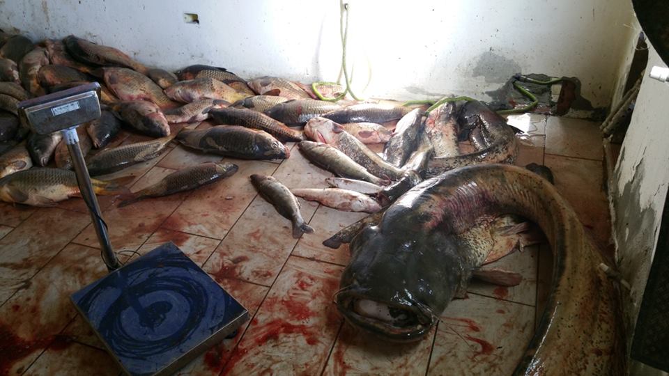 VIDEO: Odporný masakr! Pytláci zabili nádherné sumce a kapry! Celkově zabili tunu ryb!