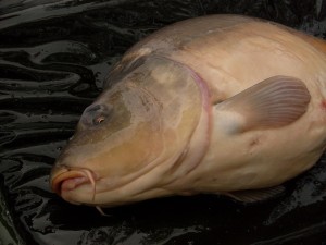 TROFEJNÍ KAPR: Luxusní ryba! Na české pískovně rybářka chytila kapra o váze 25,89 kilogramů!