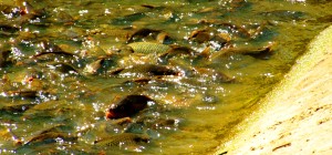 SEZNAM: Výlovy rybníků 2017. Kam se podívat na výlov?