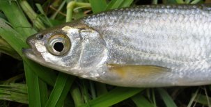 Biologie ryb – trávicí soustava 1.část