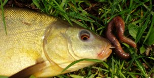 Biologie ryb – trávicí soustava 2.část