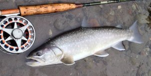 Kanadský deník – Trápení s lososy