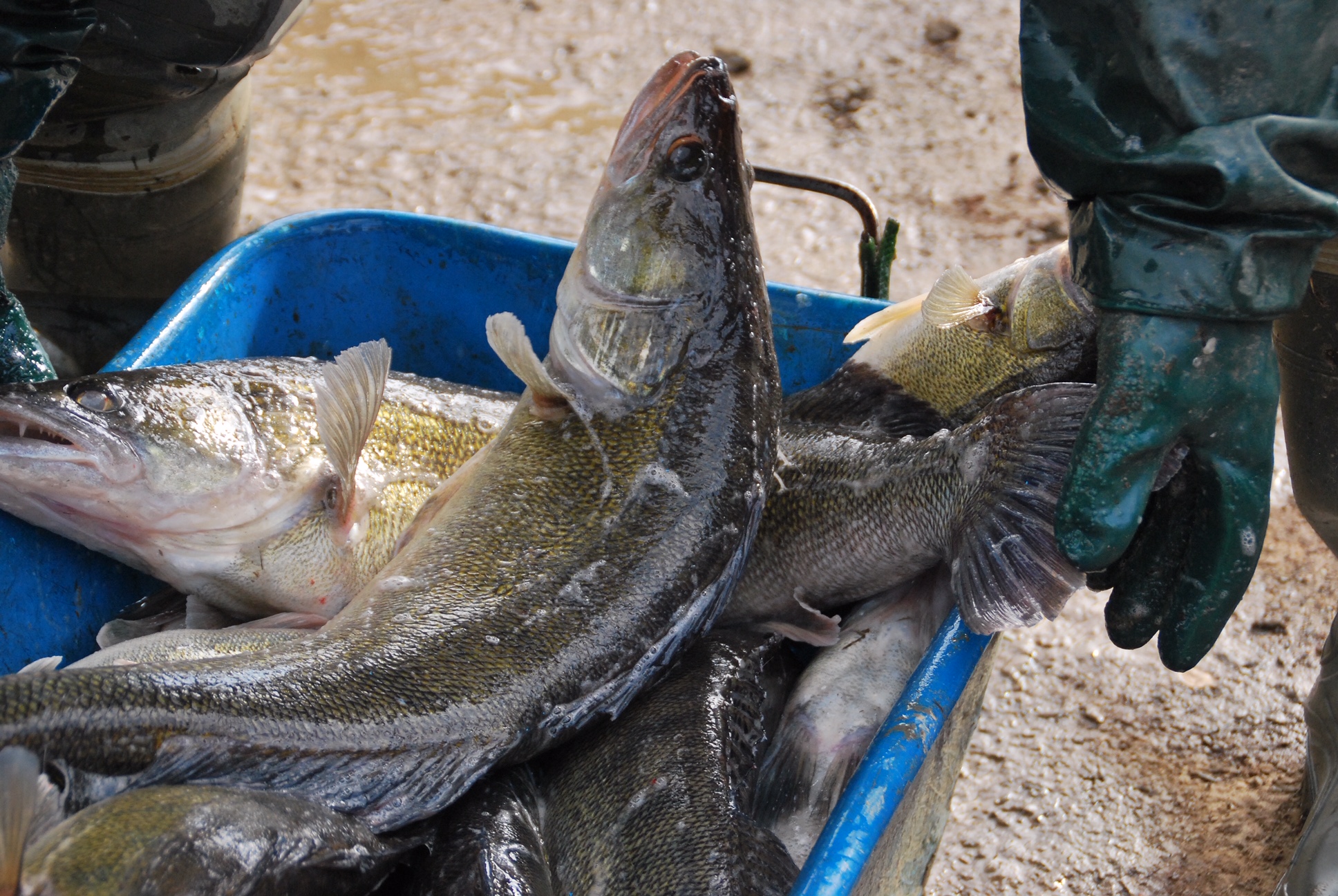 Zarybnění rybářských revírů probíhá i přes nepříznivou situaci