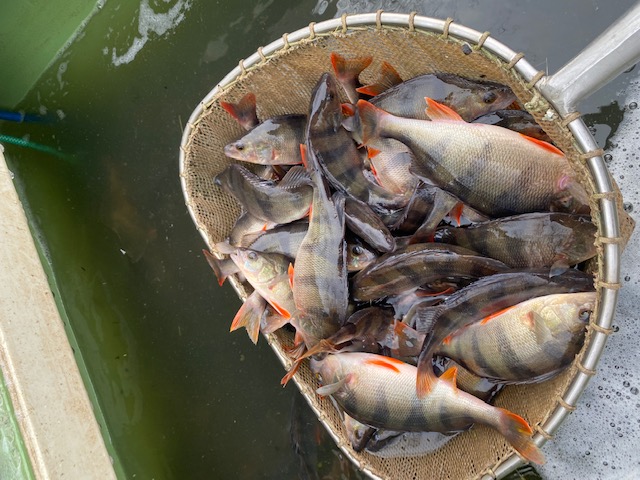 Již měsíc probíhá jarní zarybnění rybářských revírů Zpč. ÚS