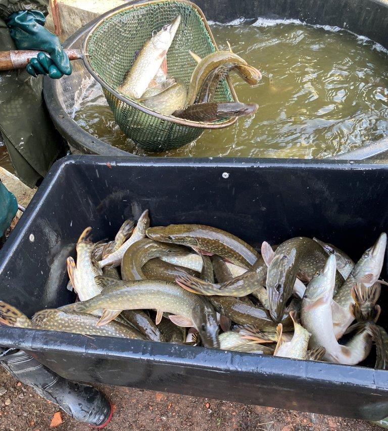 Končí výlovy rybníků – do revírů byly vysazeny tuny ryb