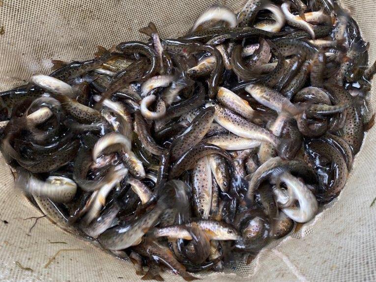 Probíhá podzimní zarybňování rybářských revírů