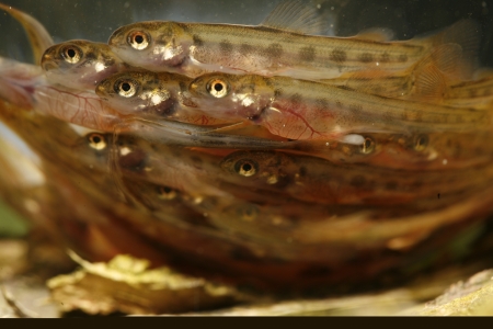 Tisková zpráva: Projekt navrácení lososa do Labe slaví 20leté výročí