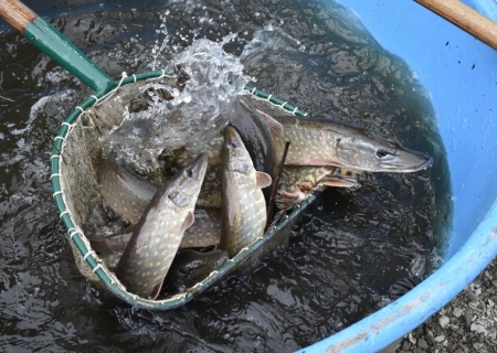 V Chabařovicích slovena další nádrž se štikou, kaprem a bílou rybou