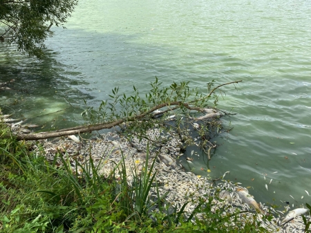 Úhyn Havraňský rybník I – s okamžitou platností vyhlášen dočasný zákaz rybolovu