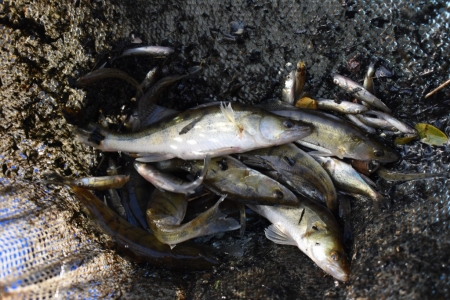 Na našem rybochovném zařízení v Chabařovicích zahájena podzimní sezona výlovů