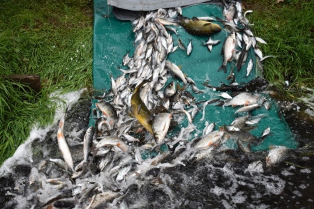 Do řeky Bíliny bylo ve spolupráci se skupinou ORLEN Unipetrol distribuováno dalších téměř 400 kg původních druhů ryb
