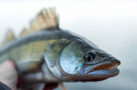 Jste spokojeni se stavem dravých ryb ve vašich revírech? Odpověď do ankety časopisu Rybářství od hospodáře Severočeského ÚS