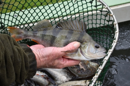 Do řeky Bíliny byly ve spolupráci se společností Unipetrol vysazeny další ryby