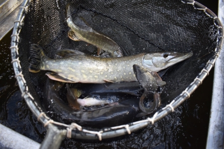Ve spolupráci se společností ORLEN Unipetrol a žáky ZŠ byly do řeky Bíliny i na podzim vysazeny další ryby