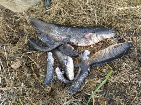 Na Labi ve Štětí došlo k hromadnému úhynu ryb