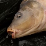 Obrovský kapr z Pálavy: Rybář chytil šupináče o váze 27 kilo! Nádherná ryba!
