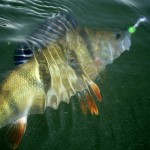Podzimní chytání ryb na přívlač: Jak volit nástrahu podle počasí?