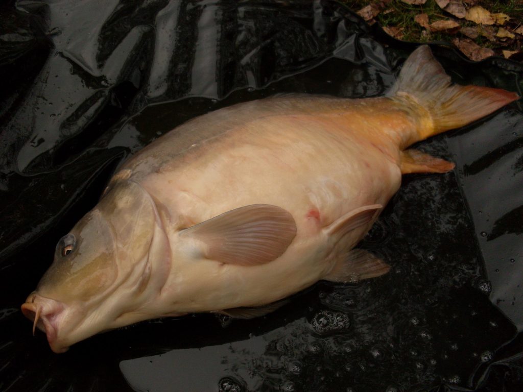 Rybářka chytila giga kapra o váze přes 36 kilo. Byl to její nový rekord