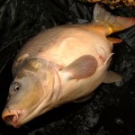 Podivný úhyn kaprů: V řece se objevily desítky mrtvých ryb! Podle všeho jde o neprodané vánoční kapry