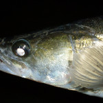 Lov candátů na rybičku: Jednoduchý fígl, jak vylepšit rybičku na candáty! Mějte více záběrů