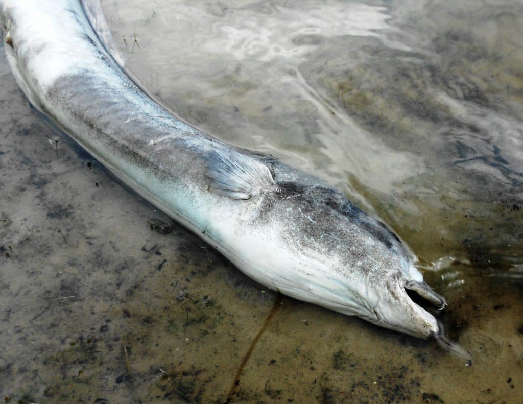 Hromadný úhyn ryb na Dyji ucpal vodní elektrárnu. Ryby dusí nedostatek kyslíku