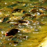 Uhynulých 70 tun ryb: Nakažený rybník koi herpes virem bude zase plný života!