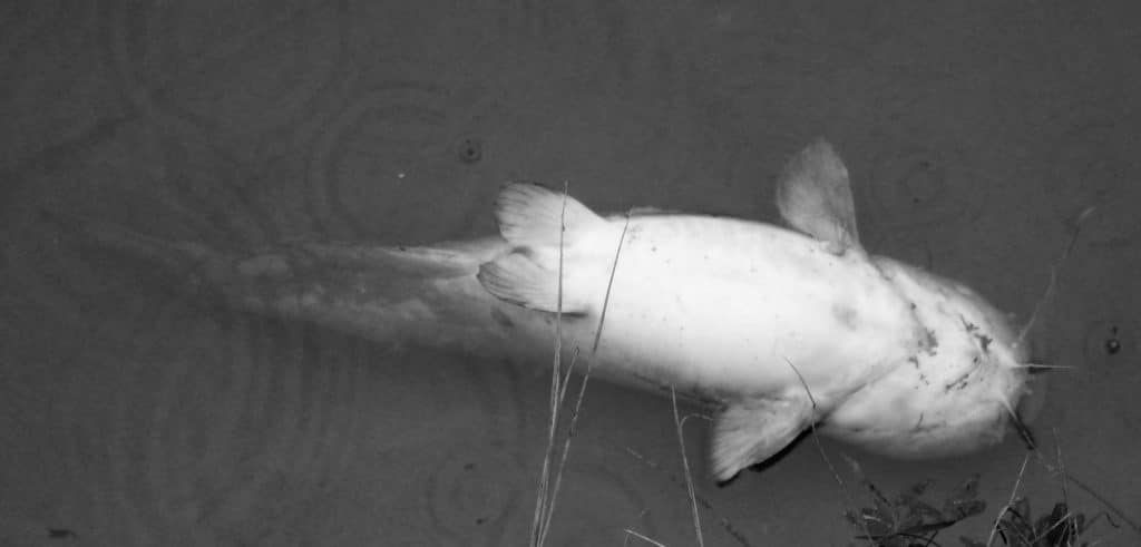 Katastrofa na Odře: Z řeky už vytáhli 100 tun mrtvých ryb. Z videí mrazí