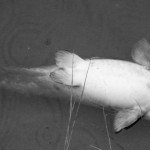 KATASTROFA: Mrtví sumci! Na Brněnsku uhynuly tuny nádherných ryb! Zabil je nedostatek kyslíku!