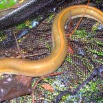 Tajný fígl na úhoře: Jak jednoduše vylepšit žížalu? Mějte více záběrů od „vodních hadů“!