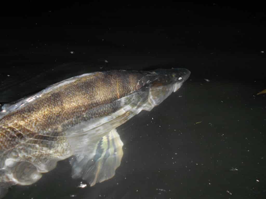 Lov candátů na mrtvou rybičku: Jak mít více záběrů ve studené vodě? Zkuste tohle!