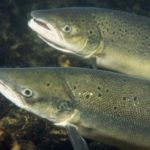 Geneticky upravený losos míří do běžných obchodů! Ryba roste dvakrát rychleji