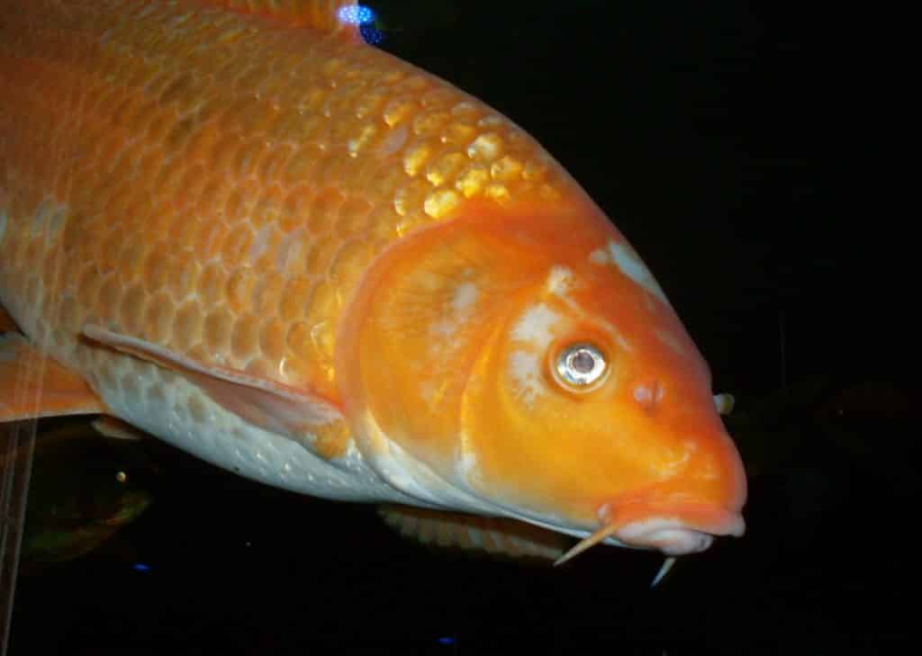 VIDEO: Obrovské zlaté rybky devastují jezera! Znečišťují vodu nebo vyžírají vodní rostliny
