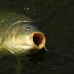 Feeder na řece: V malé řece velké ryby! Setkání s divokým obrem